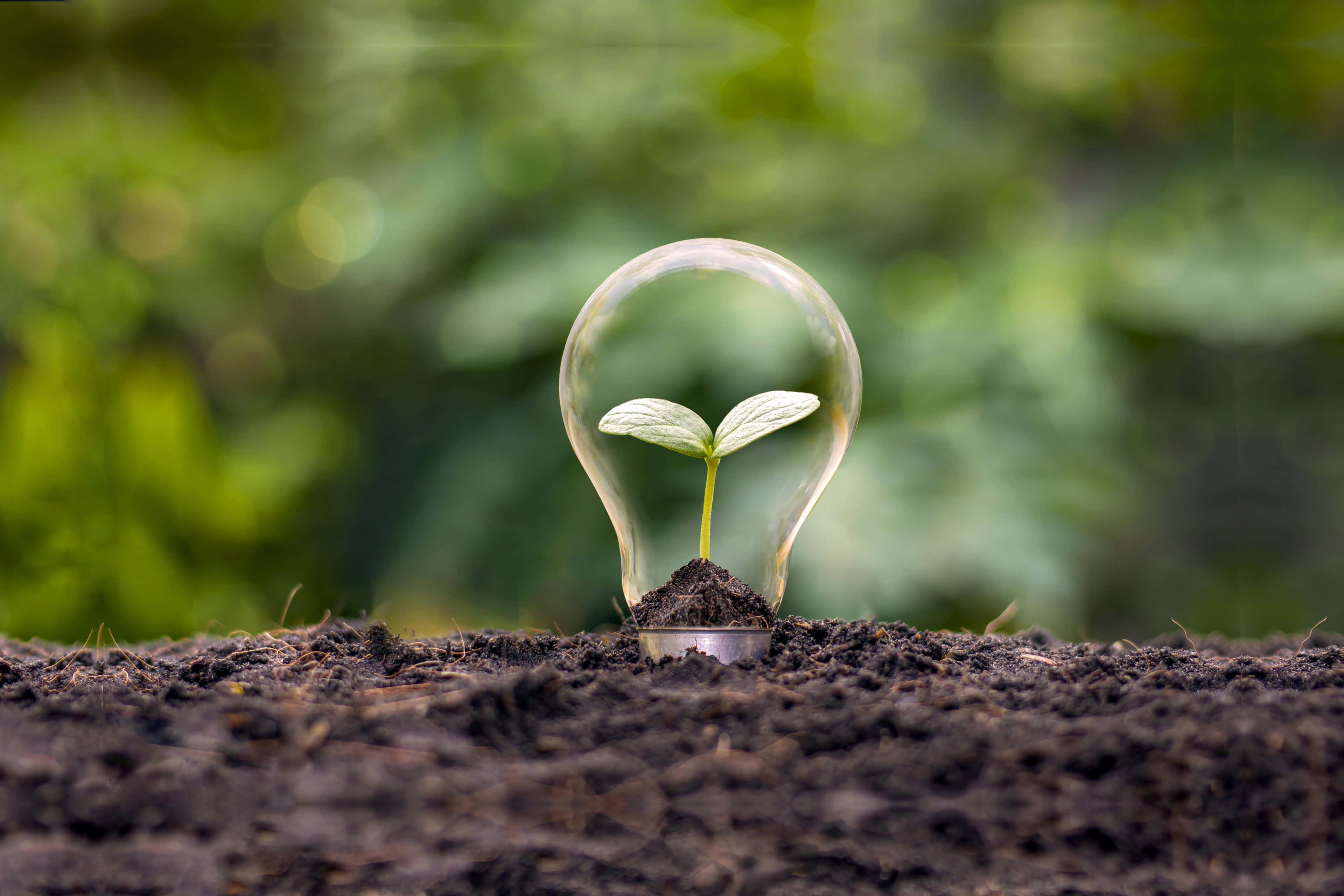 light bulb, plant, soil, 4K Desktop Wallpaper