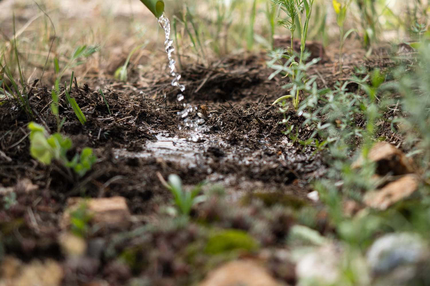 clear water, green spout, dark soil, HD Desktop Wallpaper