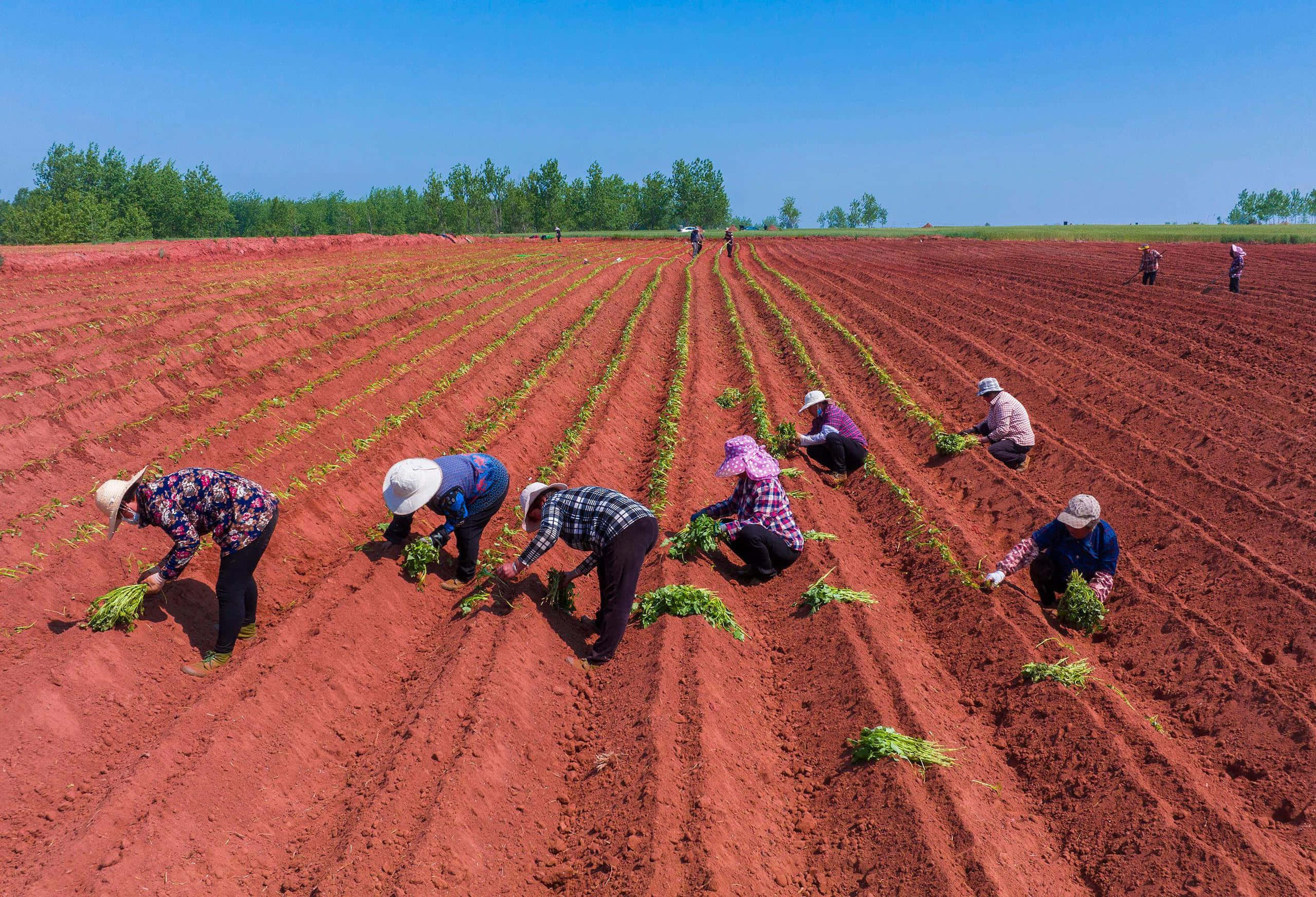 farmers, green seedlings, vibrant red soil, 2K Desktop Wallpaper