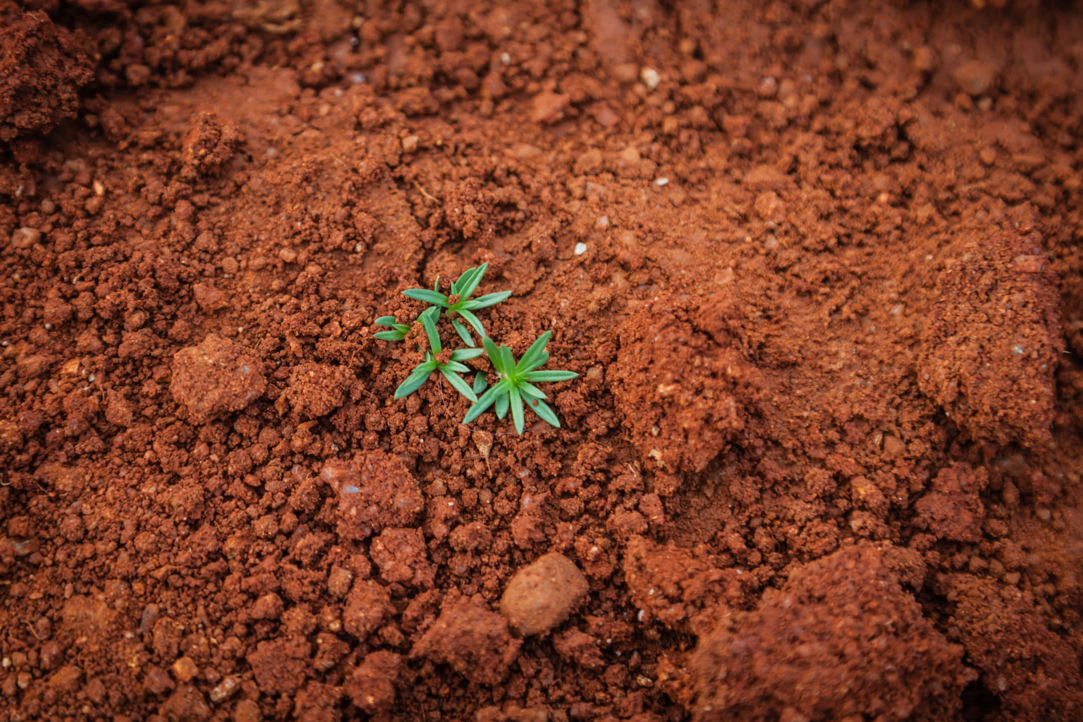 natural orange dry soil, green sprout, rich red-brown soil, Full HD Desktop Wallpaper