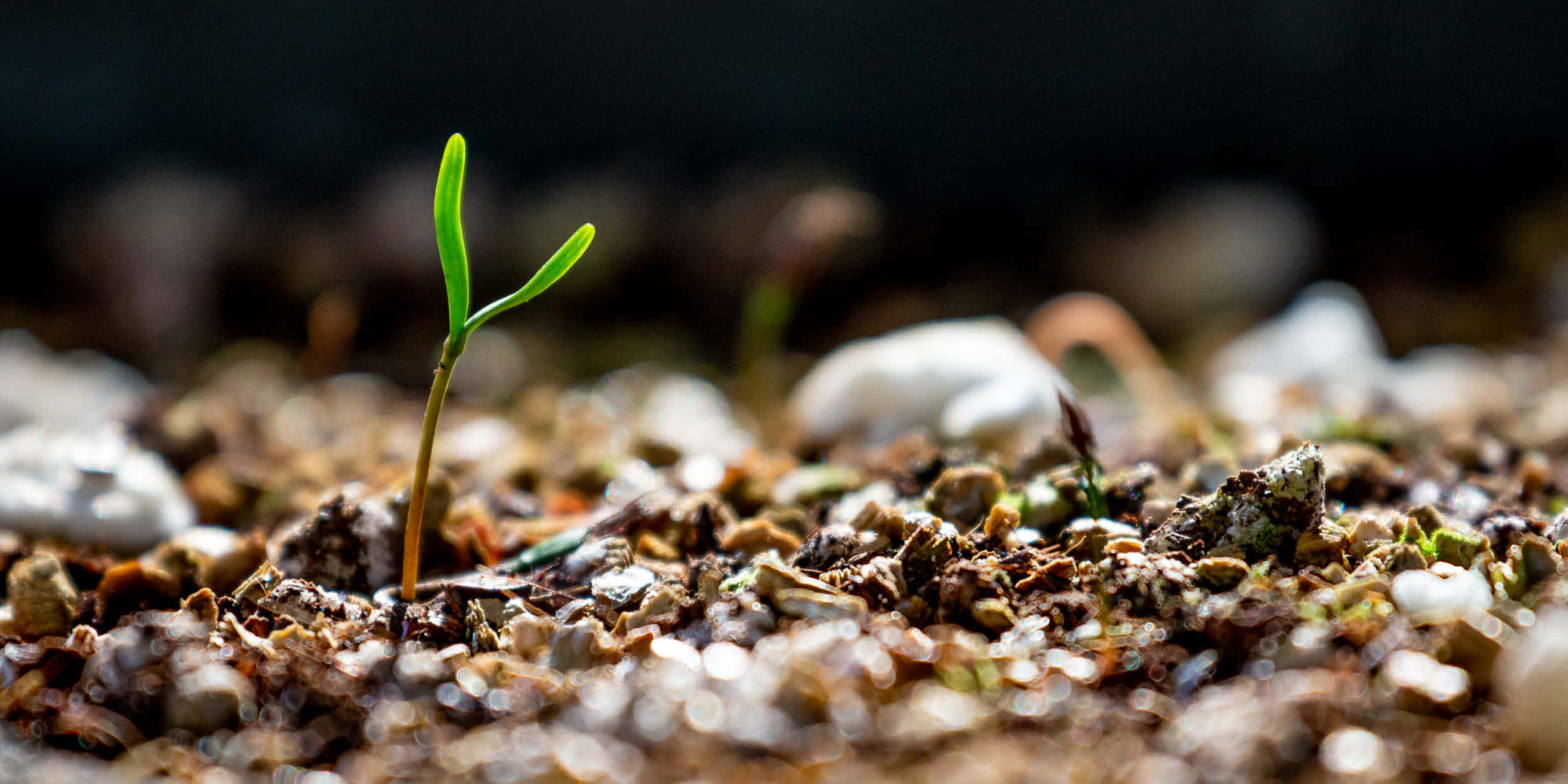 green plant, natural soil, vibrant green sprout, Full HD Desktop Wallpaper