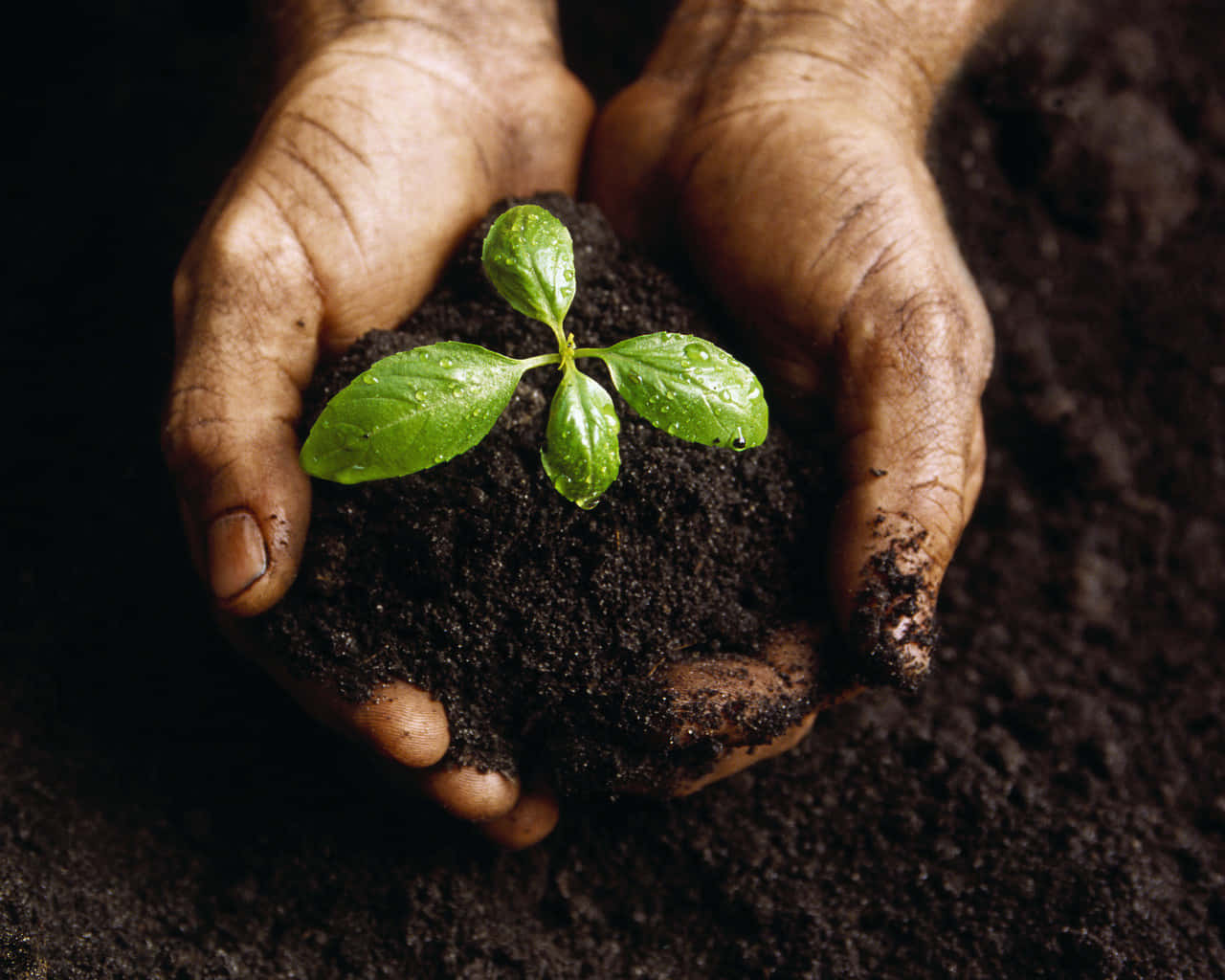 green young plant, black soil, dewdrops, HD Desktop Wallpaper