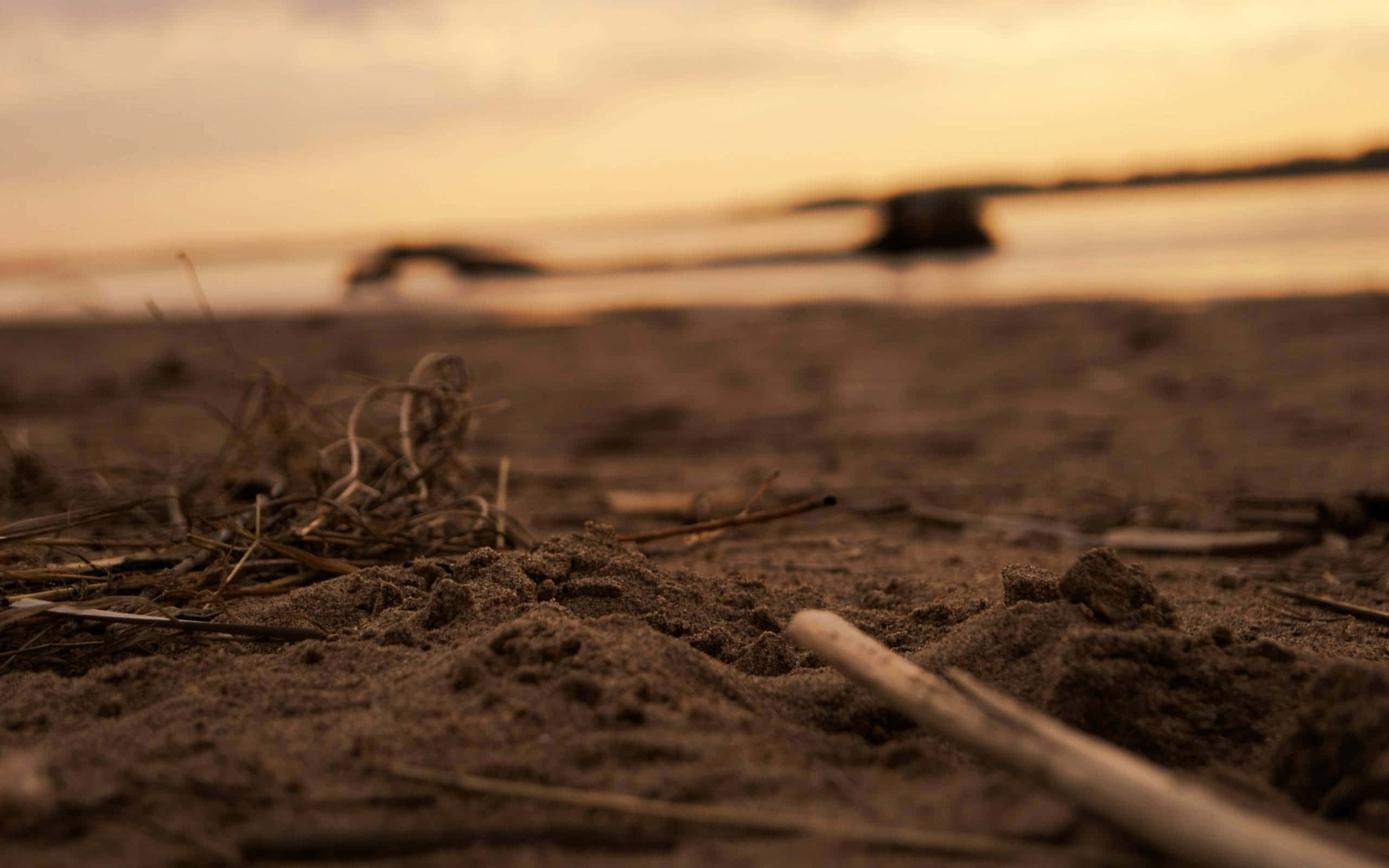 dirt soil, textured sand, dry grass, 2K Desktop Wallpaper