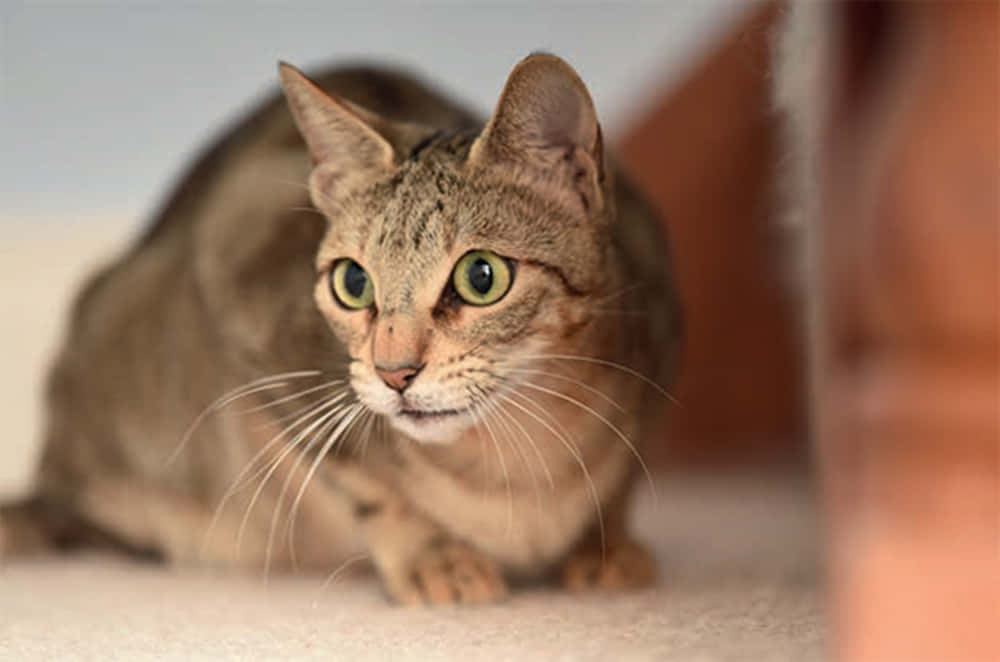 Sokoke, tabby cat, green eyes, SD Desktop Wallpaper