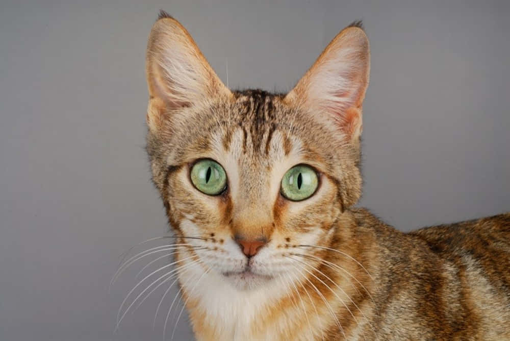 Sokoke, tabby cat, green eyes, SD Desktop Wallpaper