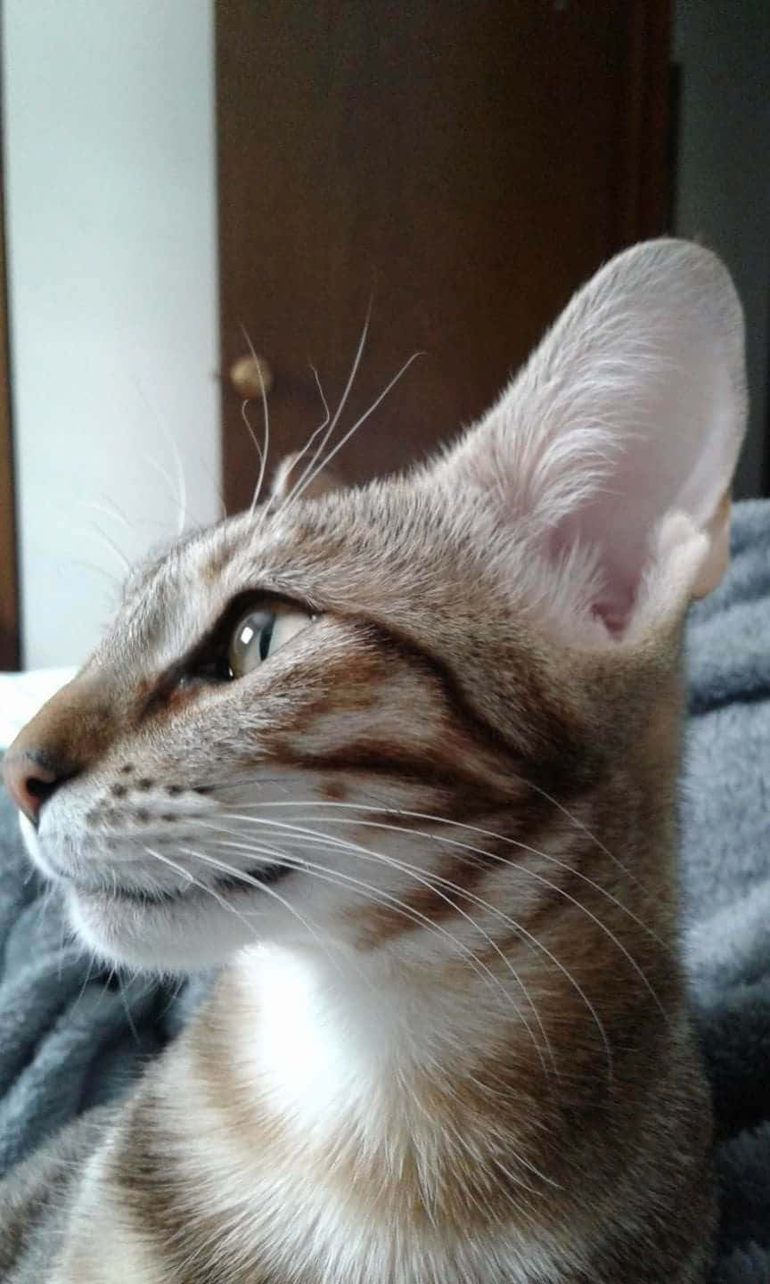 Sokoke, tabby cat, green eyes, HD Phone Wallpaper