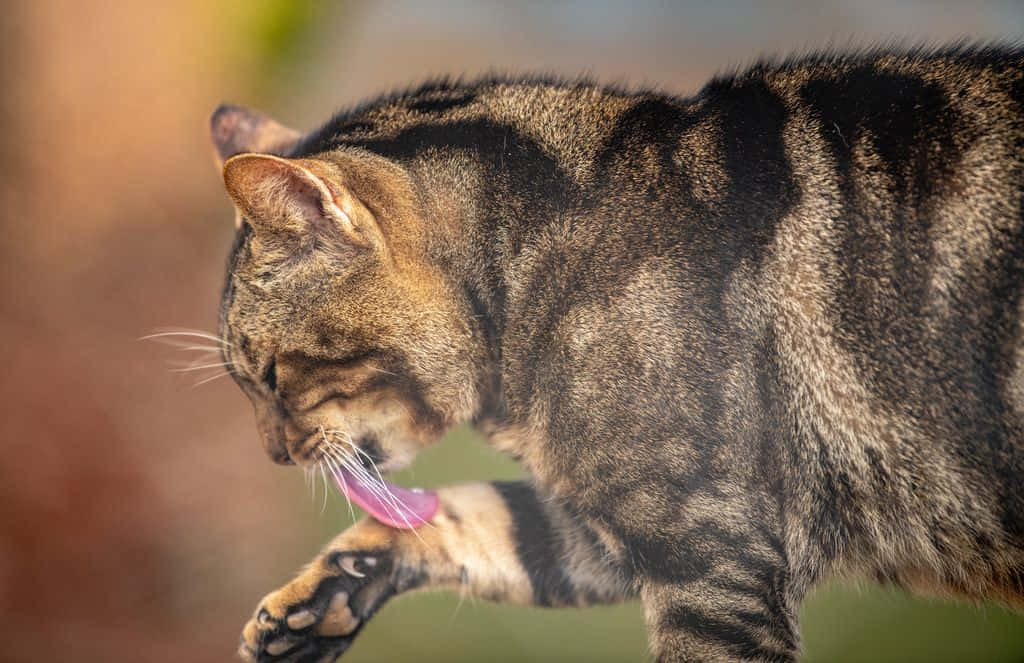 Sokoke, tabby cat, brown and black stripes, SD Desktop Wallpaper