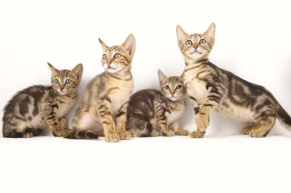 Sokoke, tabby kittens, wide curious eyes, SD Desktop Wallpaper