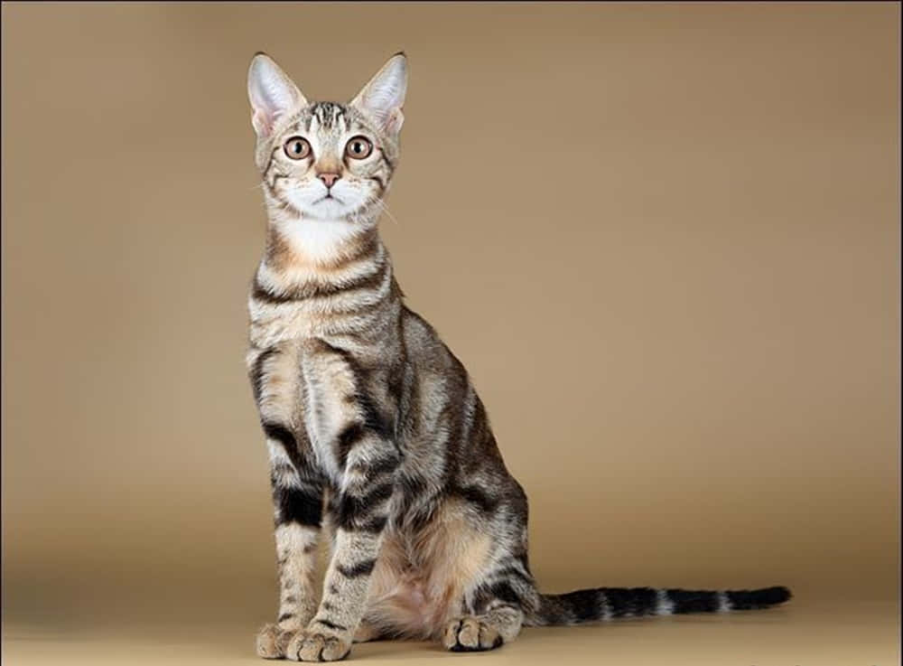 Sokoke, tabby cat, striking eyes, SD Desktop Wallpaper