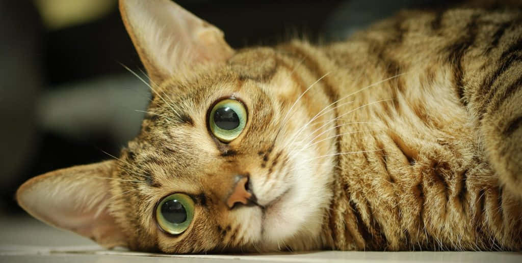 Sokoke, tabby cat, green eyes, SD Desktop Wallpaper