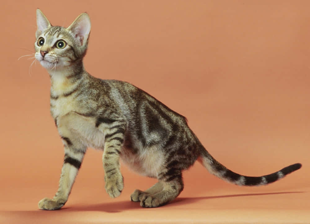 Sokoke, tabby kitten, green eyes, SD Desktop Wallpaper