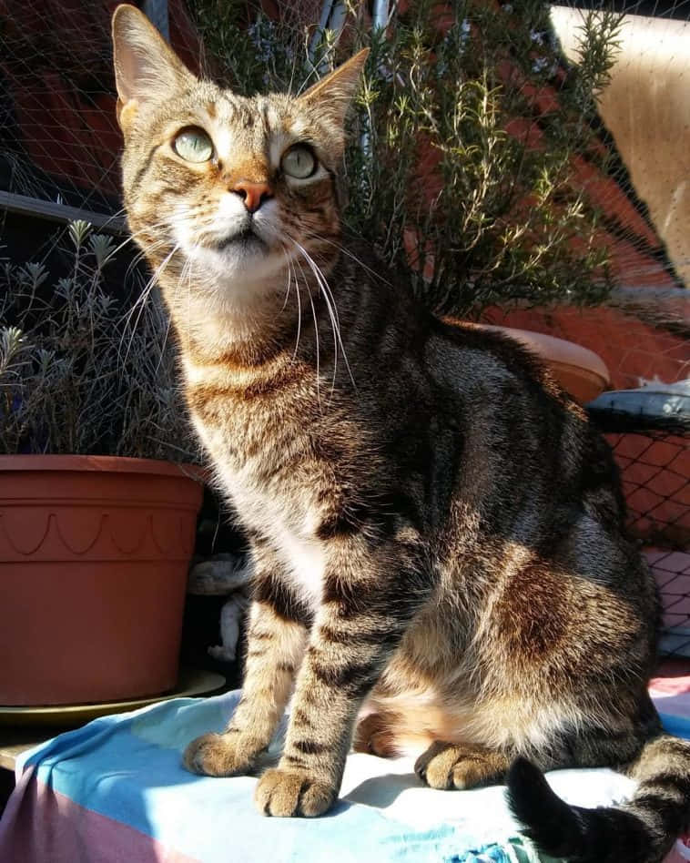 Sokoke, tabby cat, green eyes, SD Phone Wallpaper