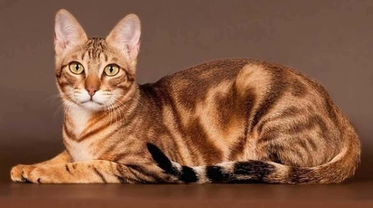 Sokoke, brown tabby cat, green eyes, HD Desktop Wallpaper