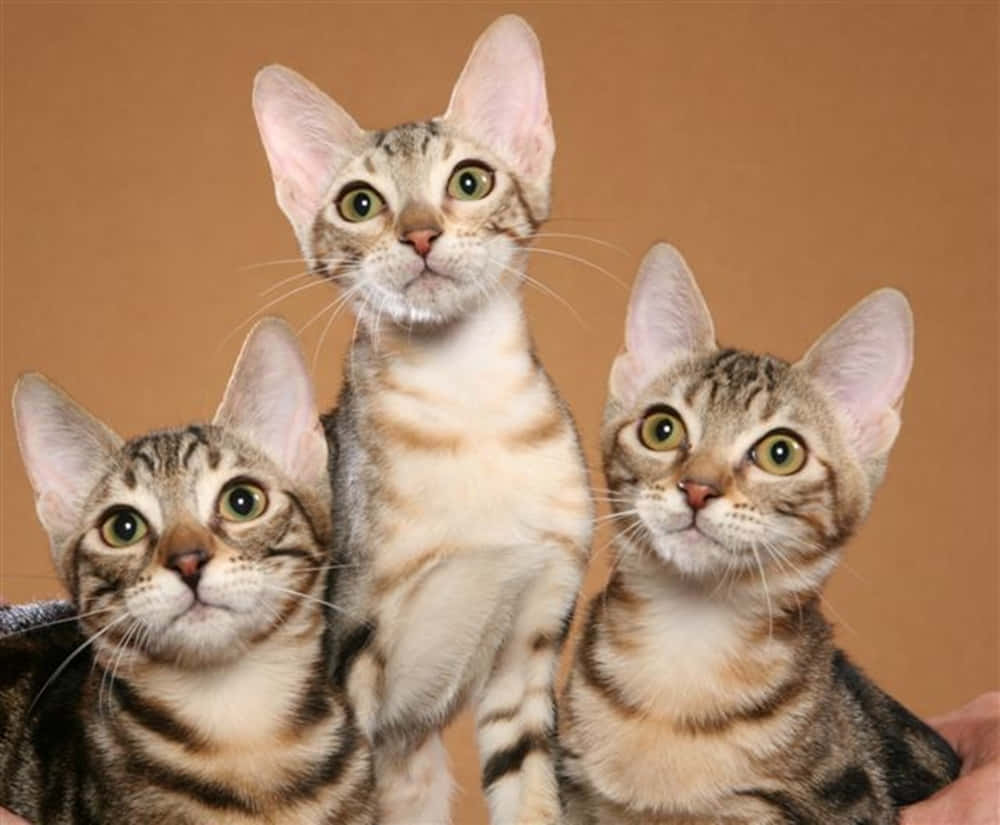 Sokoke, tabby kittens, striped fur, SD Desktop Wallpaper
