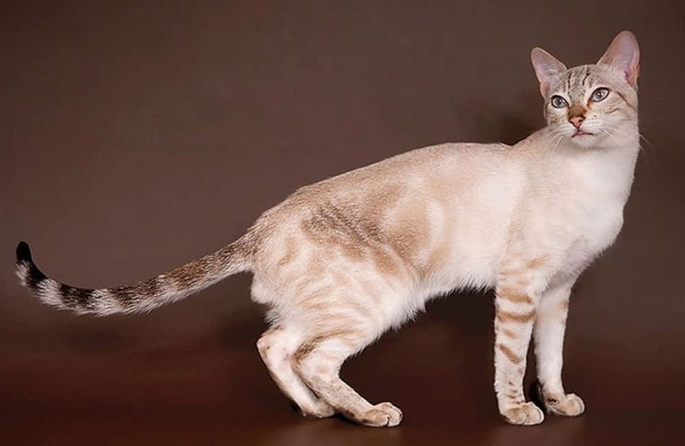 Sokoke, silver tabby cat, brown backdrop, SD Desktop Wallpaper