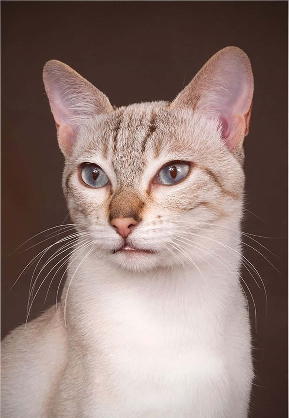 Sokoke, silver tabby, piercing blue eyes, HD Phone Wallpaper