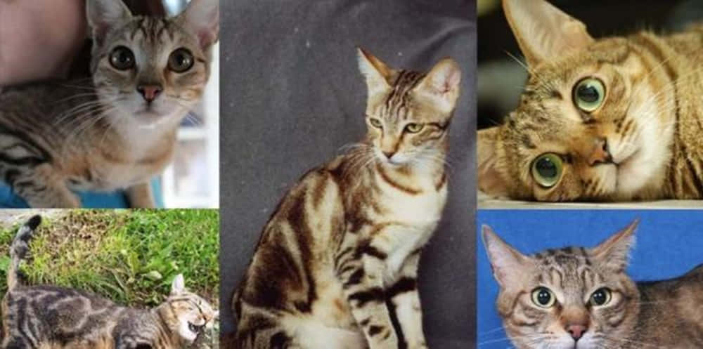 Sokoke, tabby cats, green eyes, SD Desktop Wallpaper