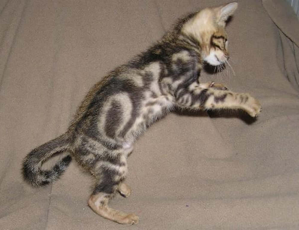 Sokoke, beige fabric surface, playful spotted kitten, SD Desktop Wallpaper
