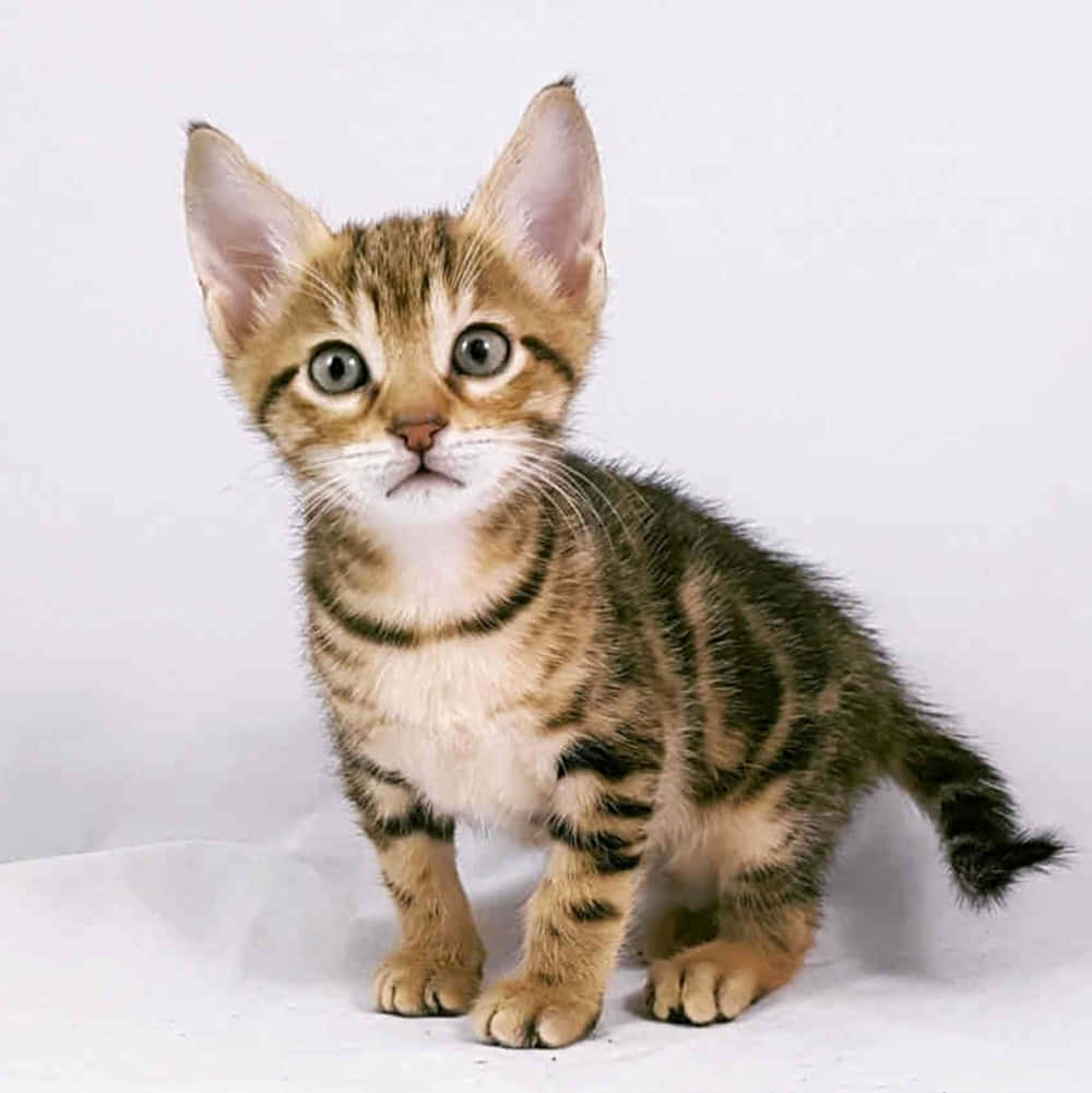 Sokoke, tabby kitten, wide curious eyes, SD Phone Wallpaper
