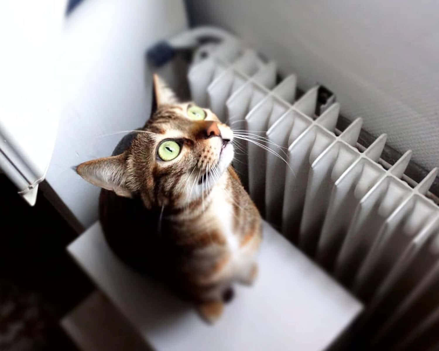 Sokoke, tabby cat, green eyes, HD Desktop Wallpaper