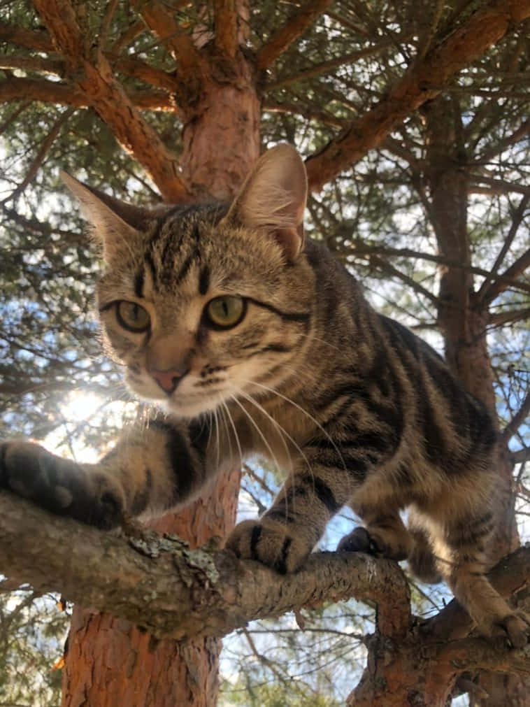 Sokoke, tabby cat, pine tree branch, SD Phone Wallpaper