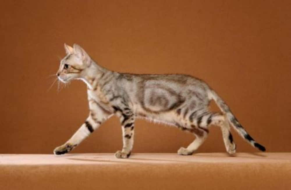 Sokoke, silver tabby, warm brown backdrop, SD Desktop Wallpaper
