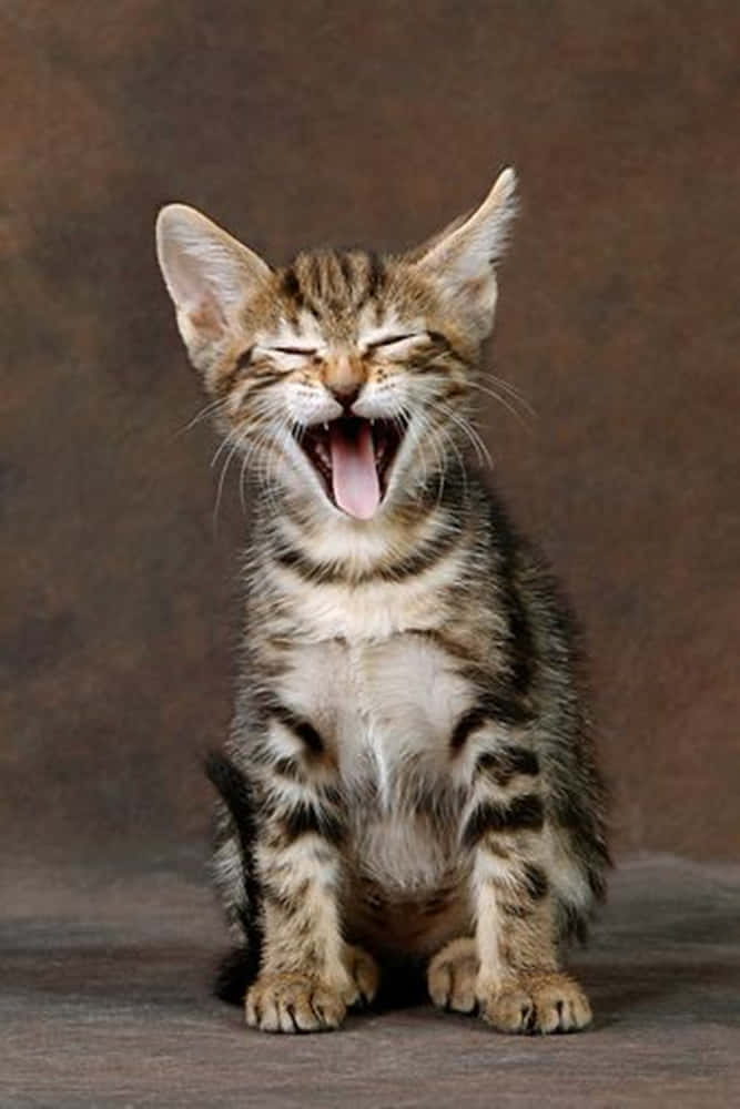 Sokoke, tabby kitten, muted brown backdrop, SD Phone Wallpaper