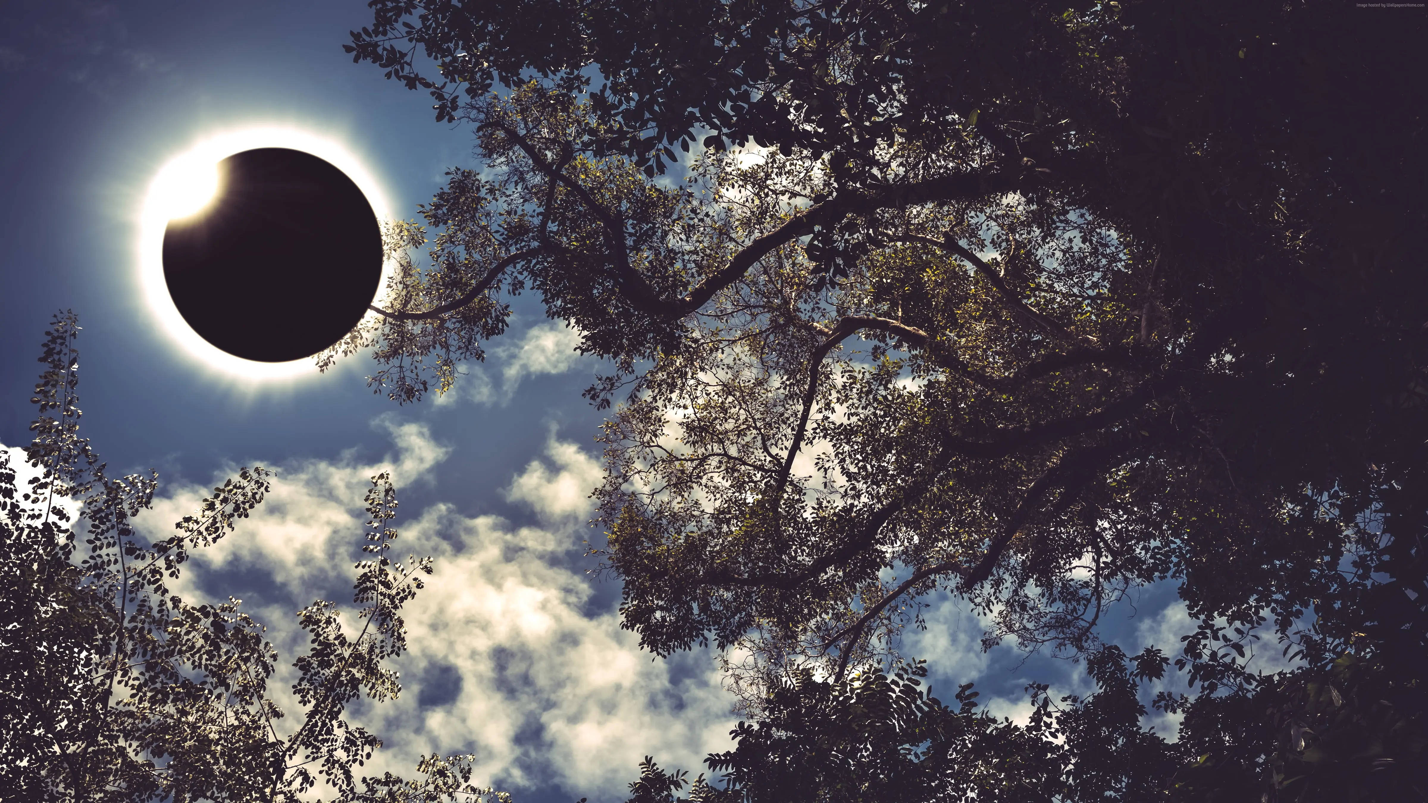 Solar Eclipse, forest, tree branches, 4K Desktop Wallpaper