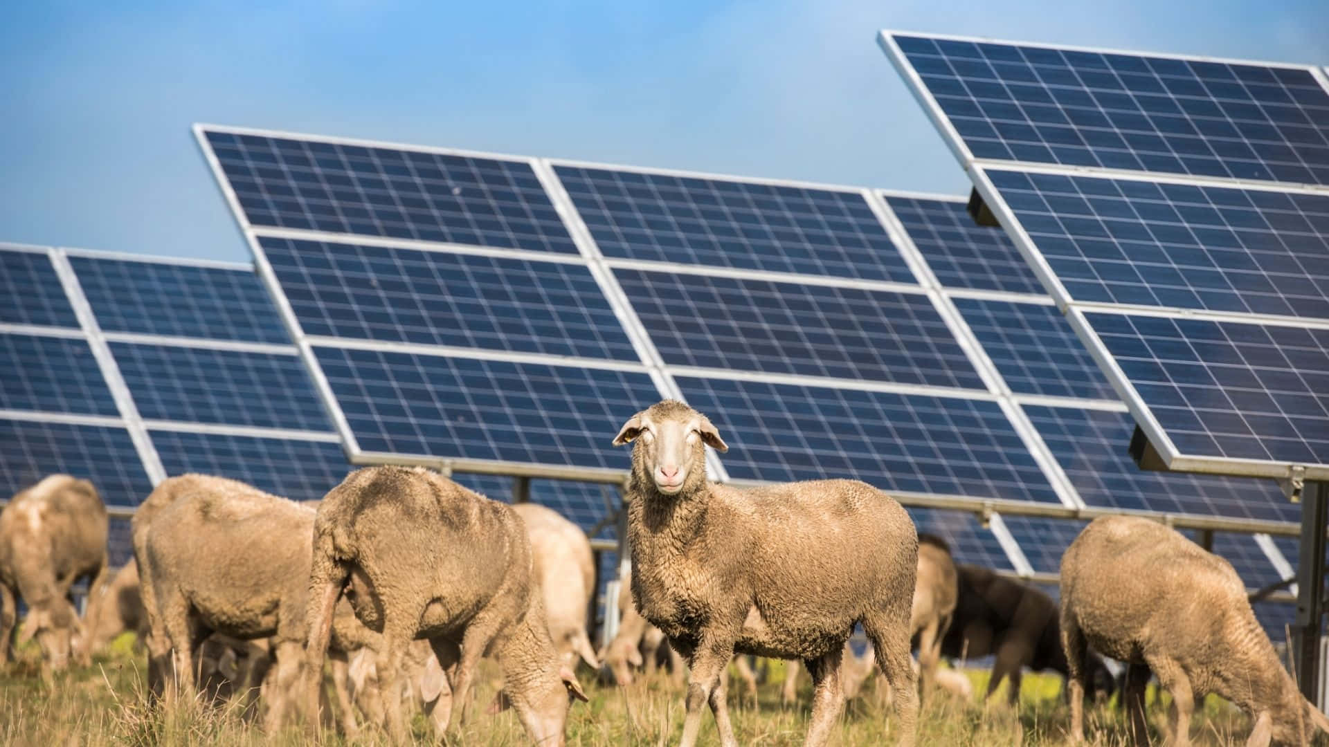 solar panels farm, flock of sheep, sunlit field, Full HD Desktop Wallpaper