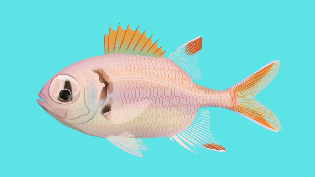 Soldierfish