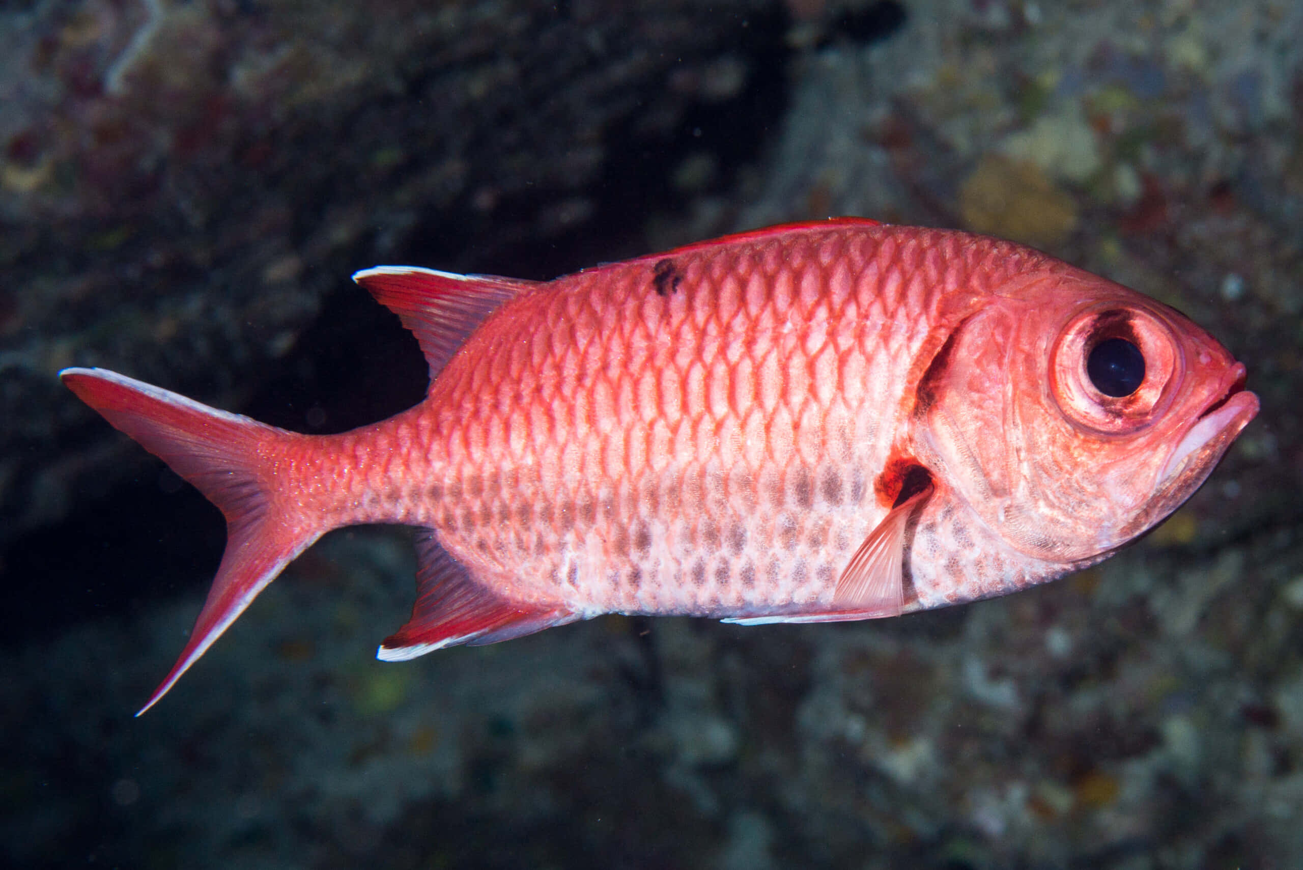 red soldierfish, textured coral reef, vibrant red fish, 2K Desktop Wallpaper