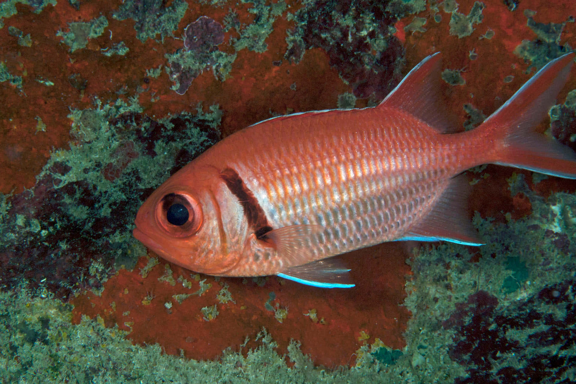 Red Soldierfish, coral reef, textured coral reef, Full HD Desktop Wallpaper