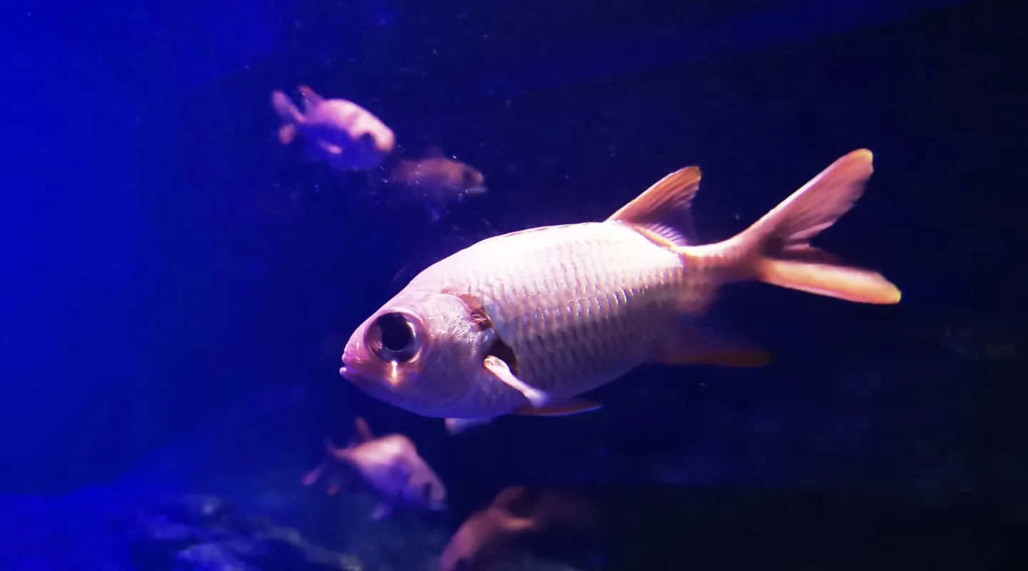 Soldierfish, deep blue water, silver fish, HD Desktop Wallpaper