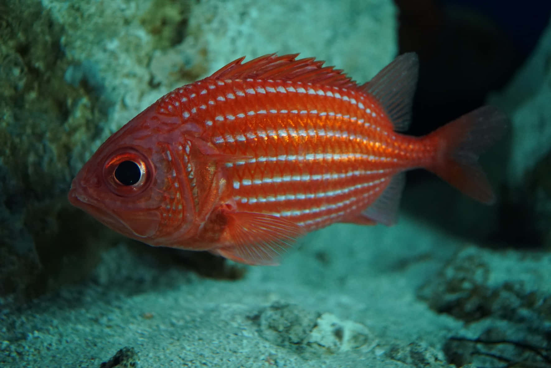 vibrant red soldierfish, white stripes, rocky ocean floor, HD Desktop Wallpaper