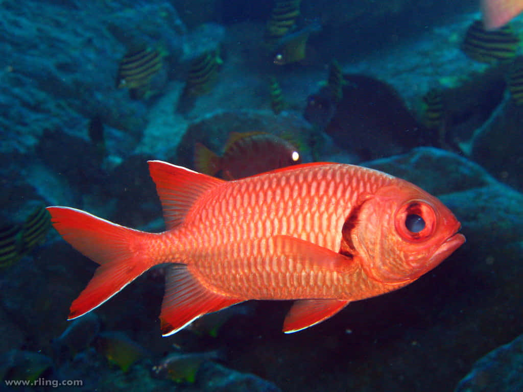 Vibrant Red Soldierfish, underwater, blue underwater coral reef, SD Desktop Wallpaper