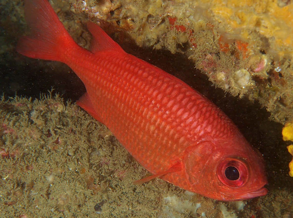 Red Soldierfish, underwater scene, colorful coral reef, SD Desktop Wallpaper
