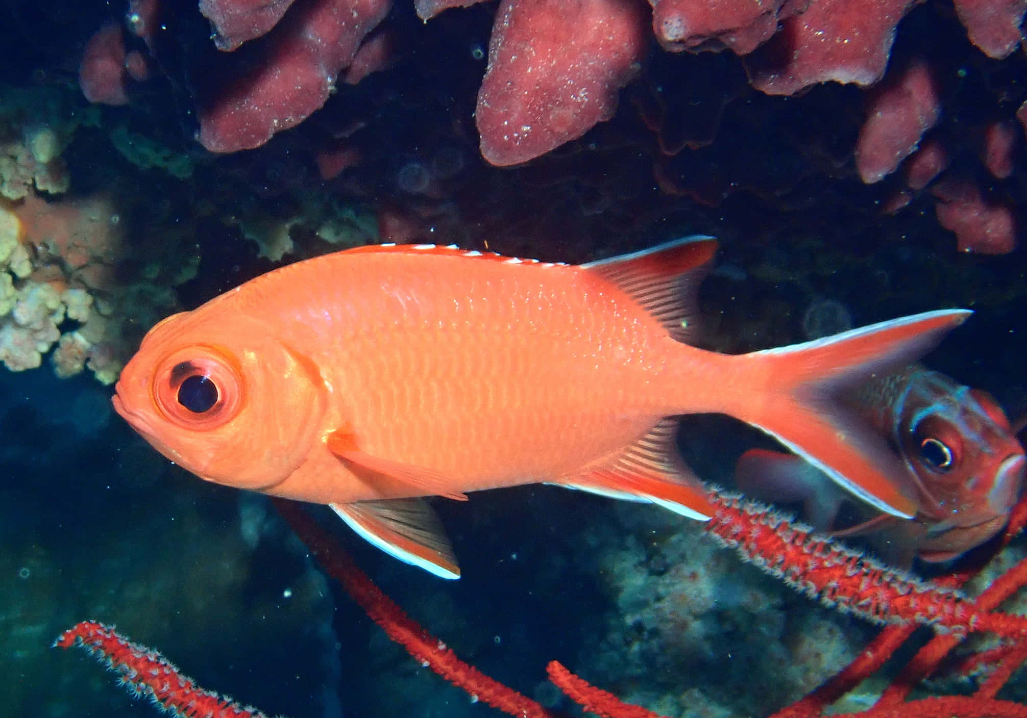 Soldierfish, vibrant orange, white-edged fins, Full HD Desktop Wallpaper
