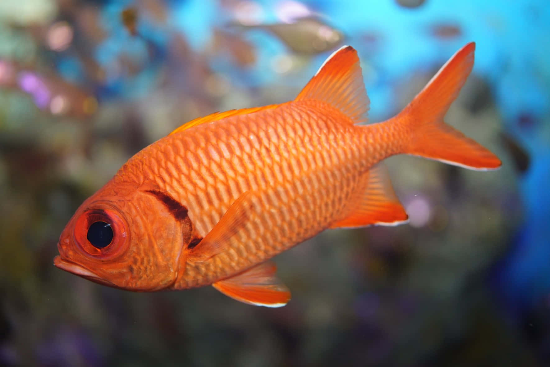 vibrant orange soldierfish, detailed scales, blue underwater scene, HD Desktop Wallpaper