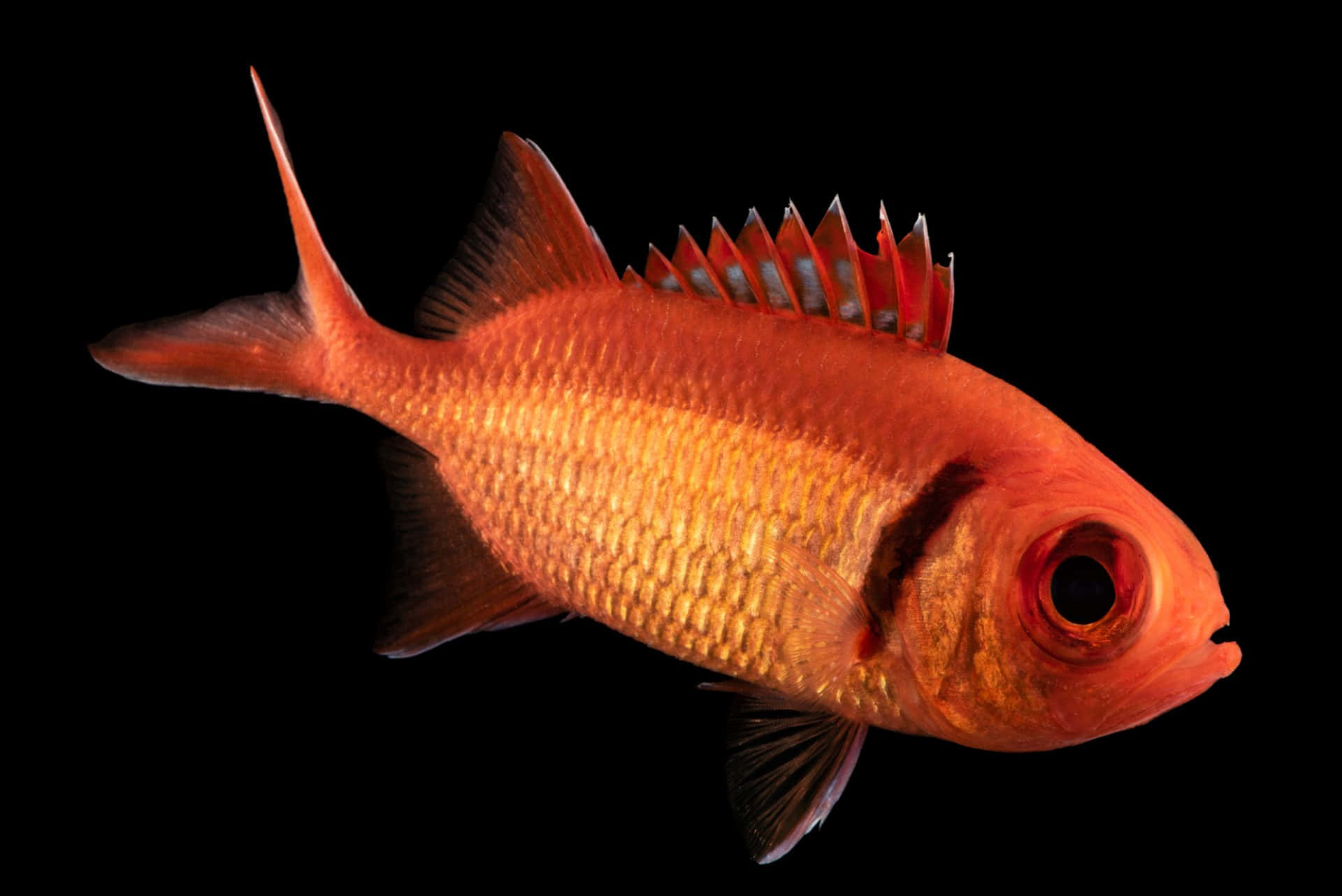 Vibrant Soldierfish, orange fish, spiky dorsal fins, Full HD Desktop Wallpaper