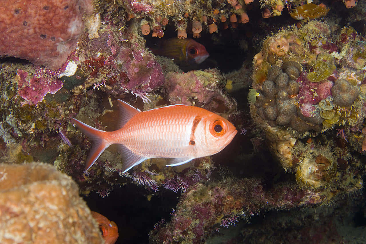 Soldierfish, underwater reef, vibrant orange, HD Desktop Wallpaper