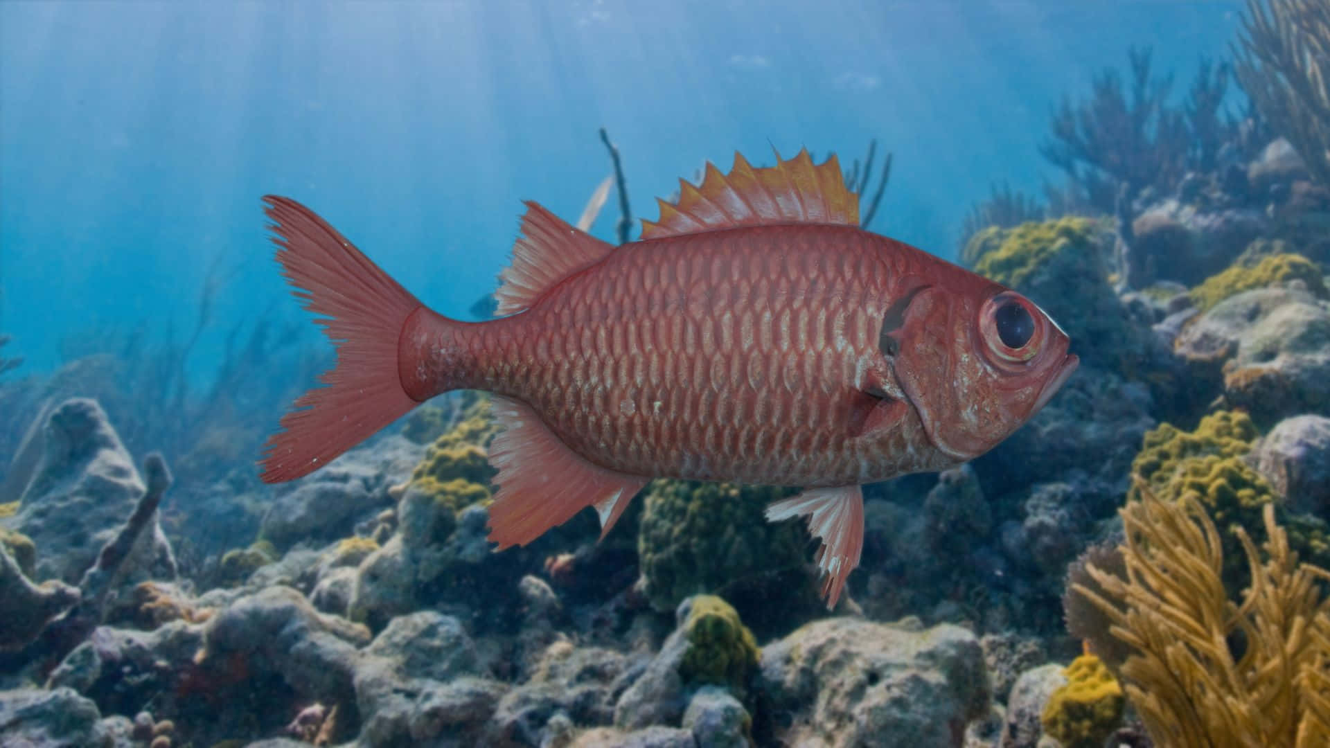 red soldierfish, coral reef, sunlit, Full HD Desktop Wallpaper