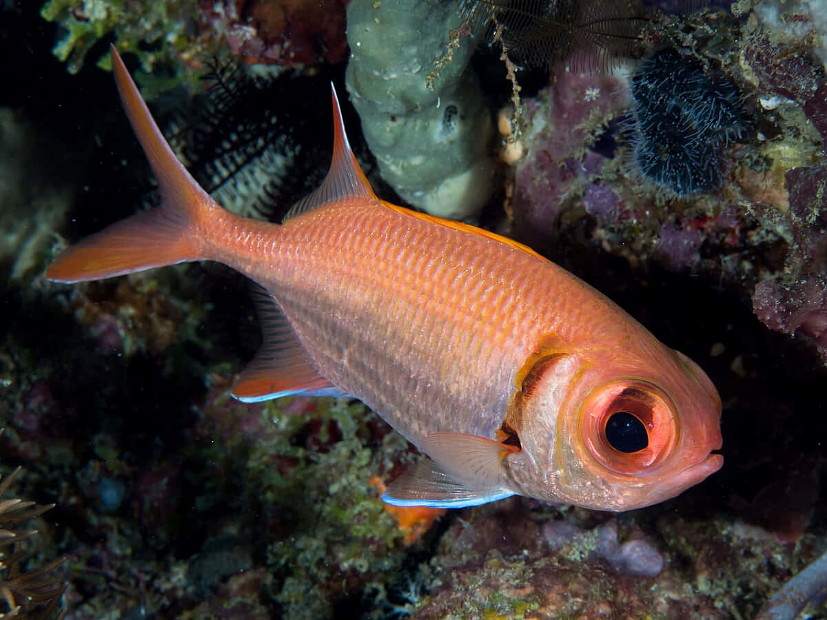 vibrant orange fish, striking red eyes, colorful coral, SD Desktop Wallpaper