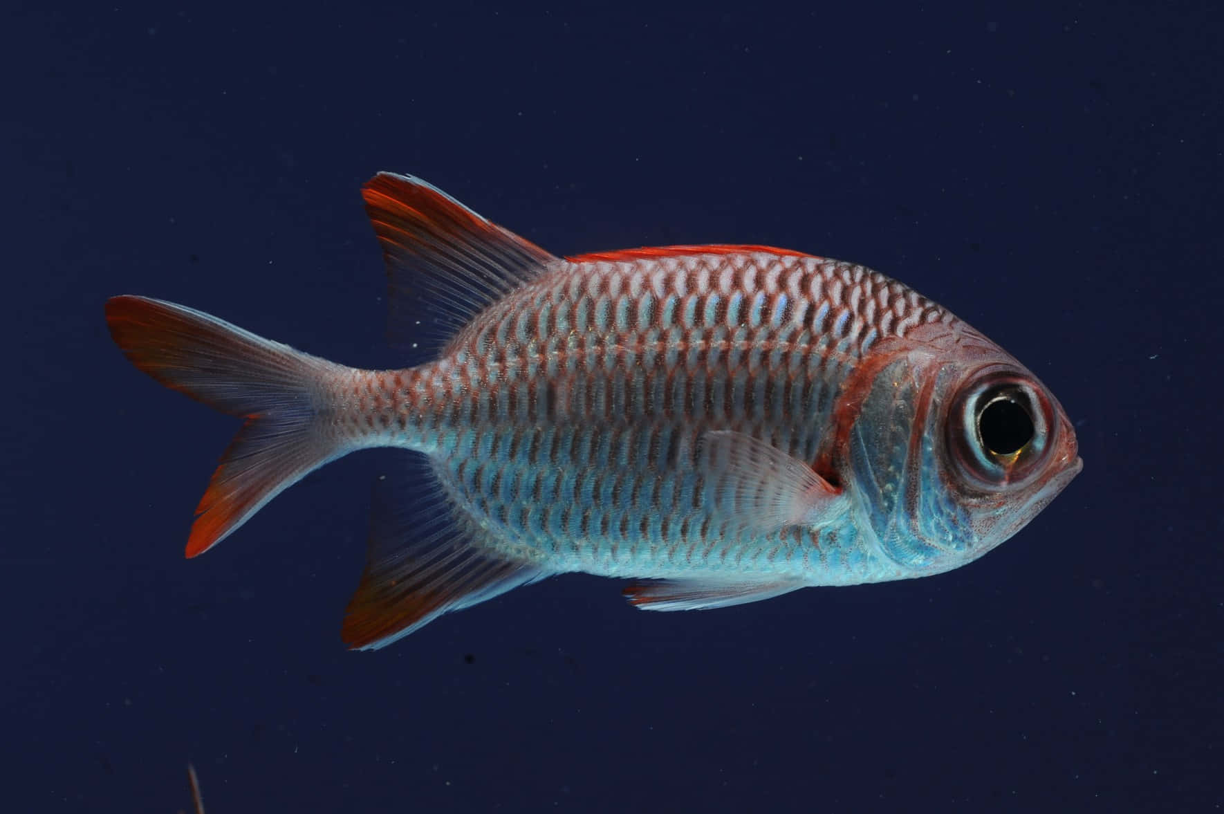 Vibrant Soldierfish, red and silver fish, intricate scales, HD Desktop Wallpaper