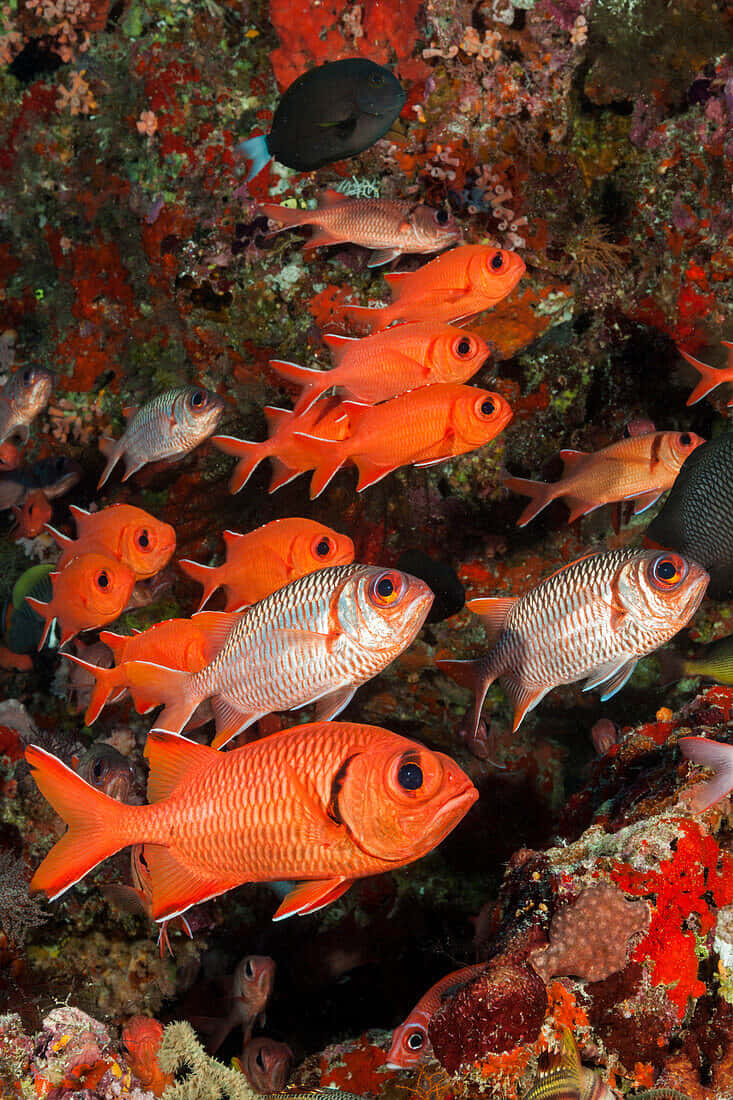 Soldierfish, vibrant orange, colorful coral, SD Phone Wallpaper