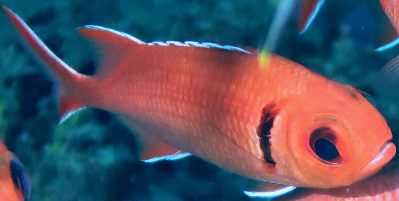 Vibrant Soldierfish, orange fish, white-edged fins, SD Desktop Wallpaper
