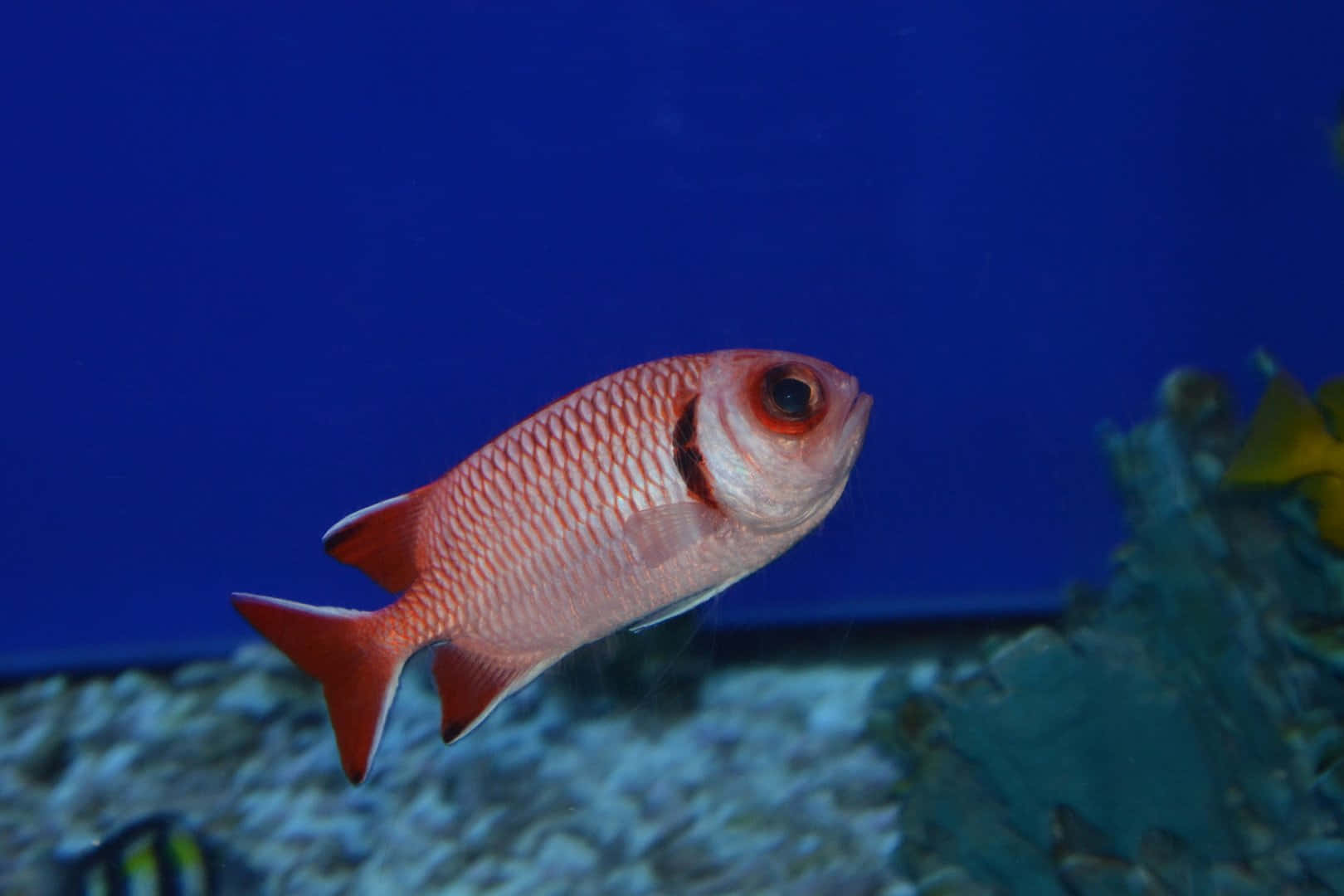 Red Soldierfish, underwater scene, deep blue underwater backdrop, HD Desktop Wallpaper