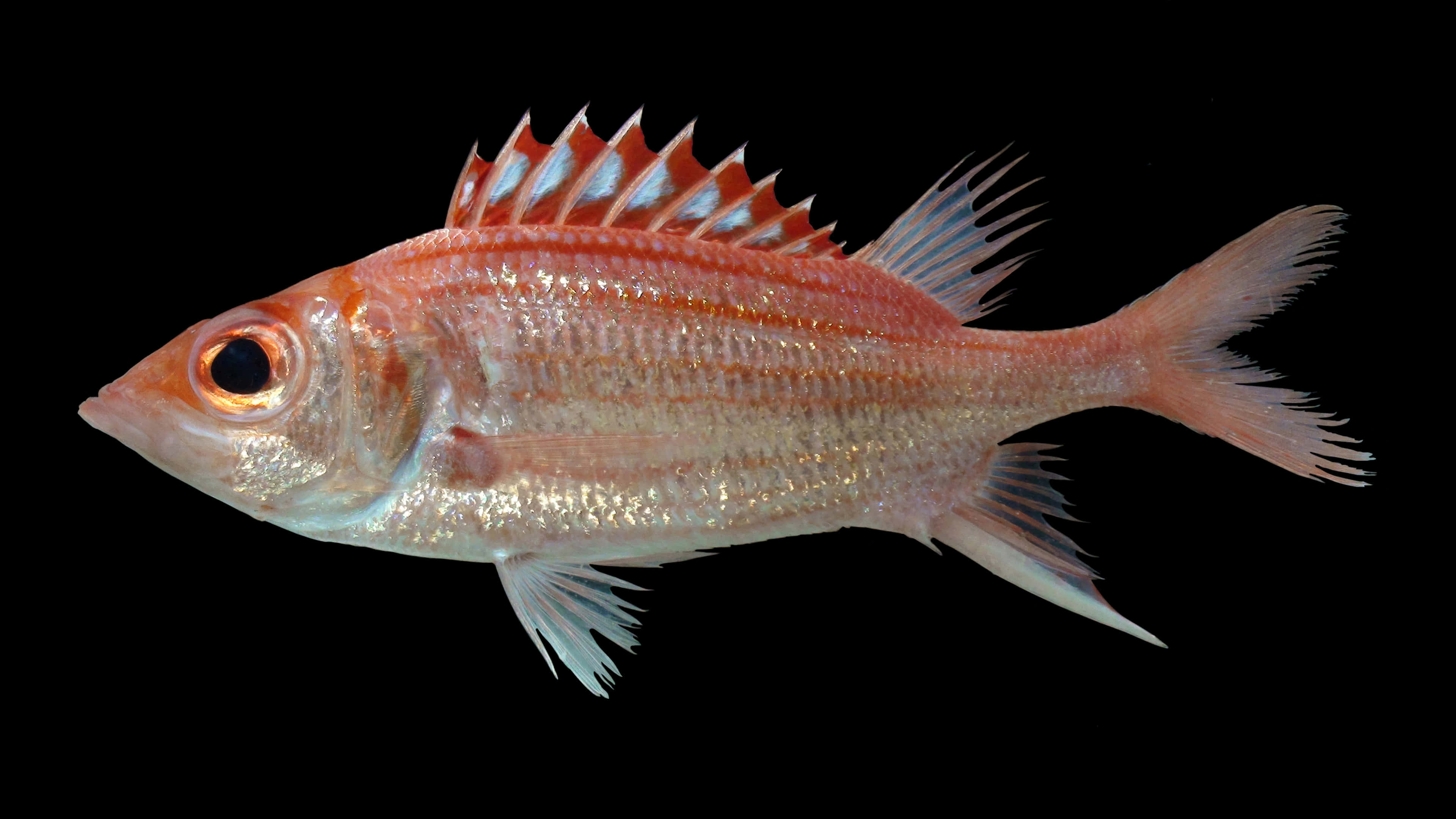 Red Soldierfish, pink fish, spiky dorsal fins, 4K Desktop Wallpaper