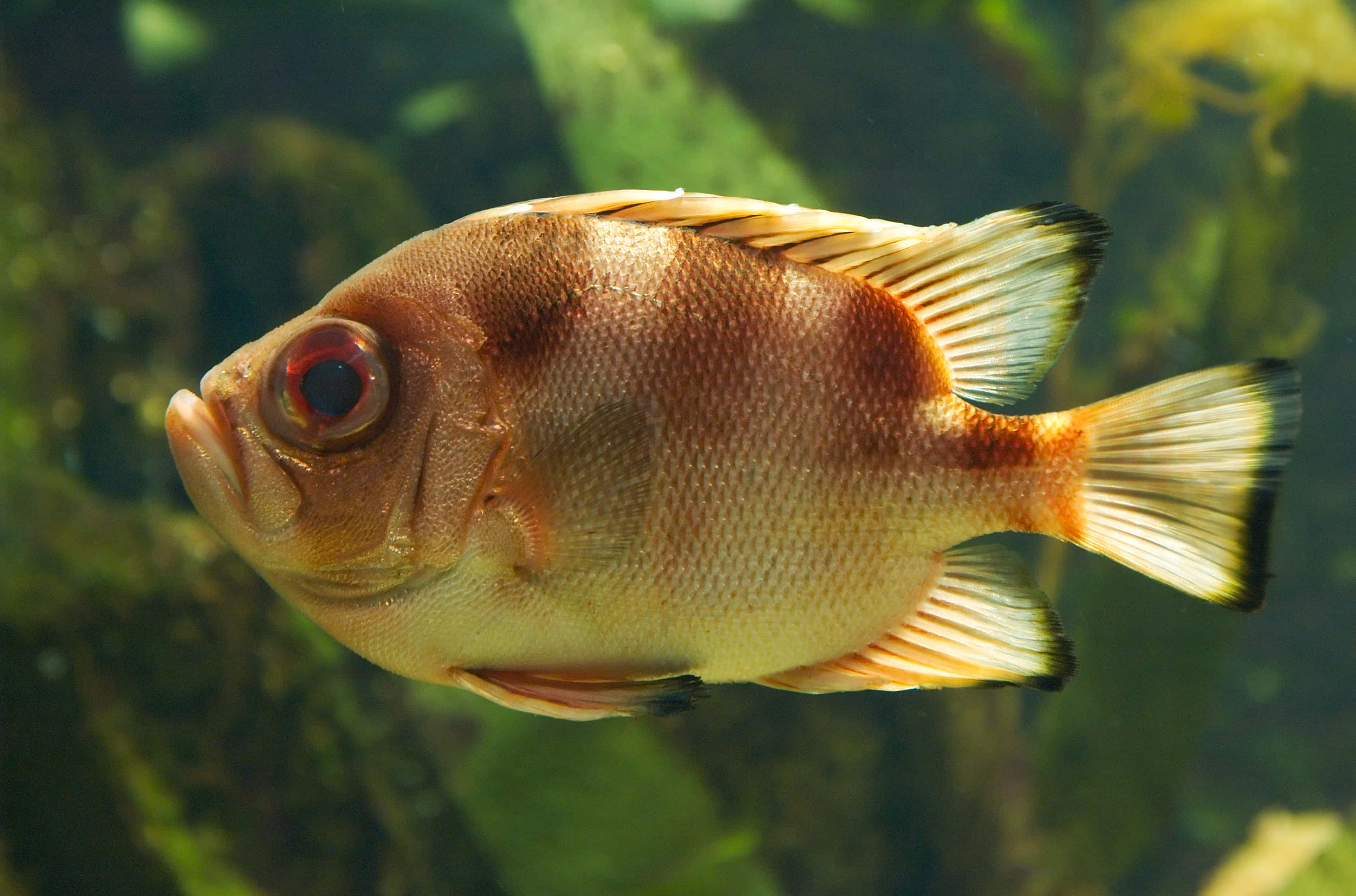 Soldierfish, orange and white fins, green seaweed, 2K Desktop Wallpaper