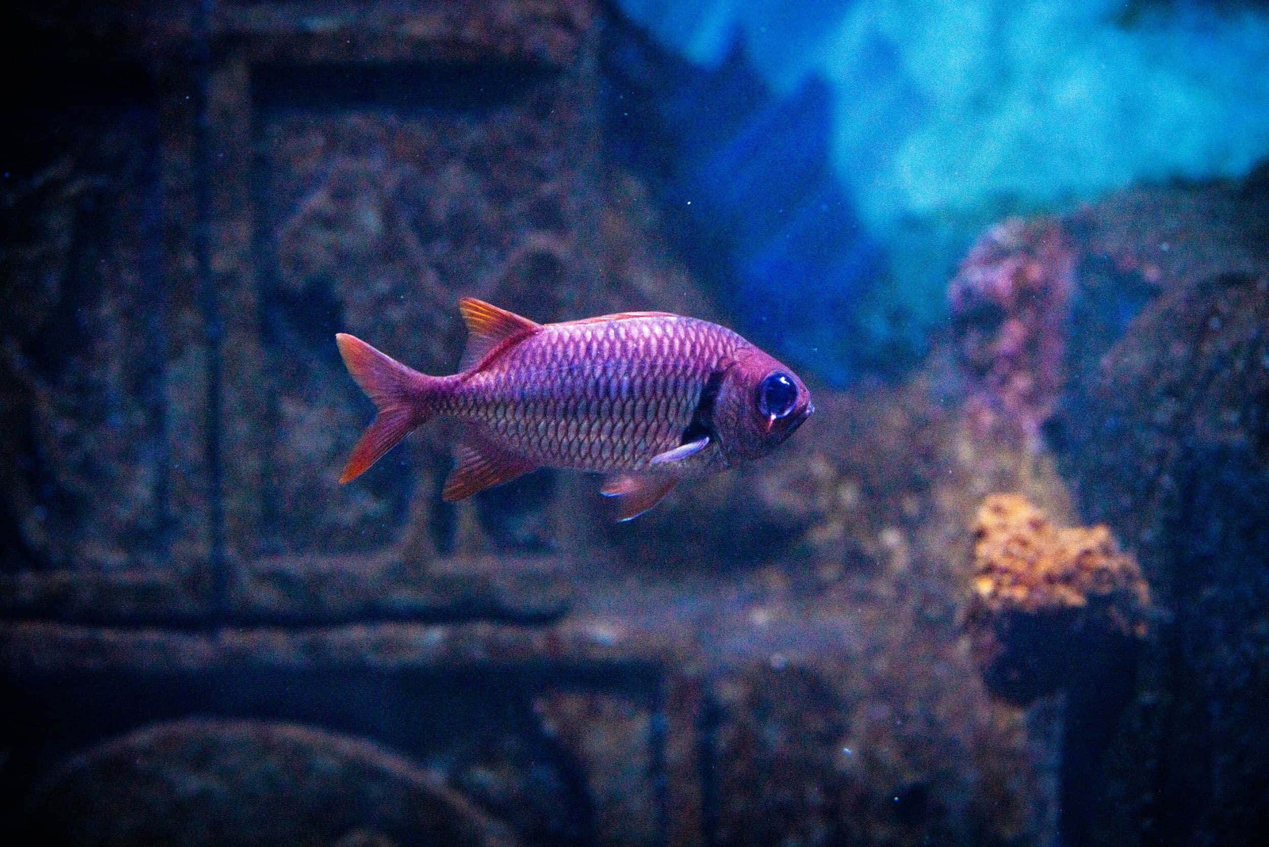 Vibrant Soldierfish, pink fish, orange fins, Full HD Desktop Wallpaper