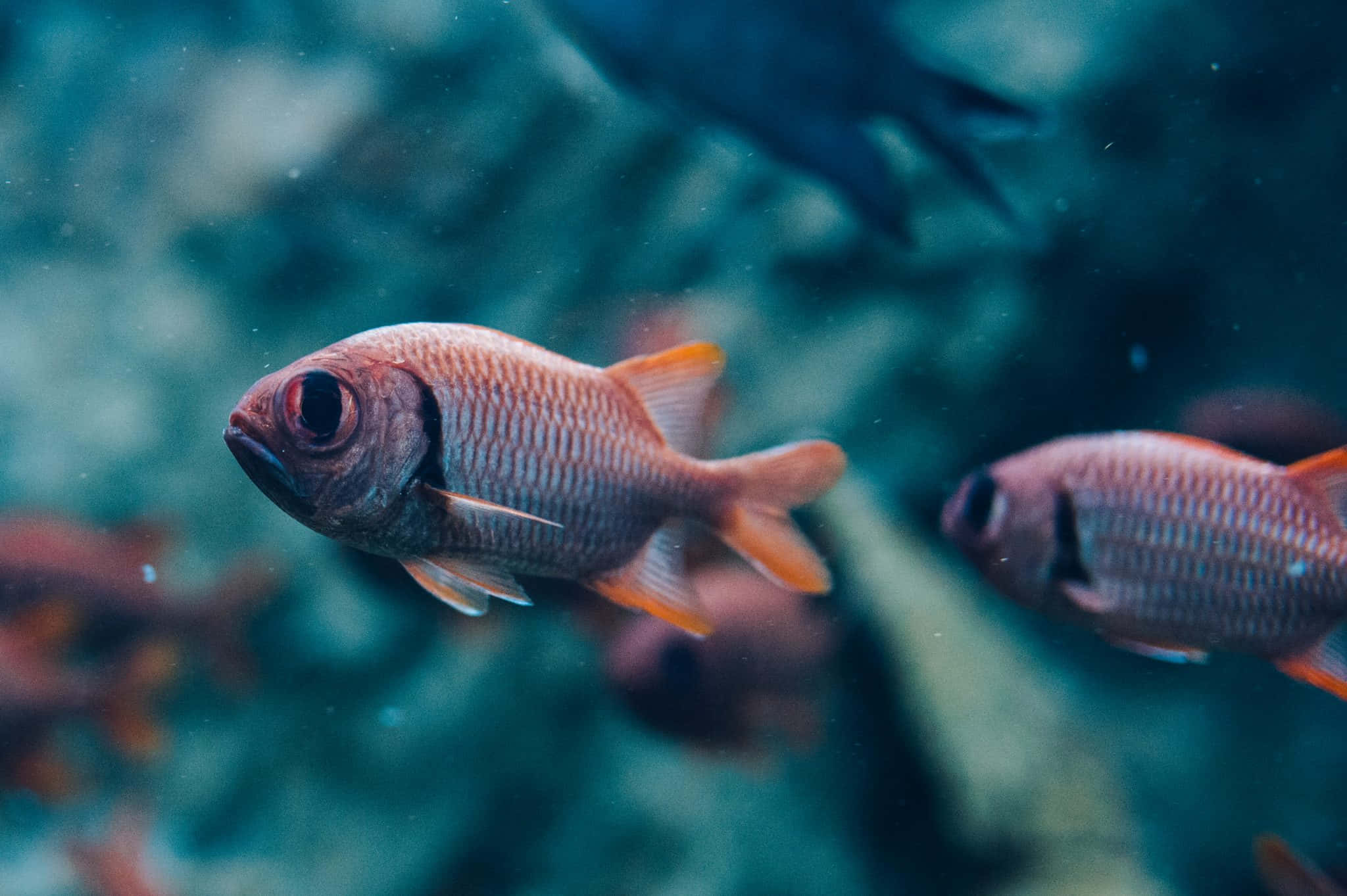 Soldierfish, underwater, coral reef, Full HD Desktop Wallpaper